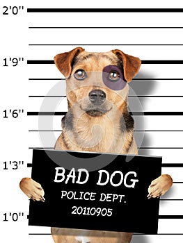 Funny little dog black eye  mugshot holding placard for identification at police station