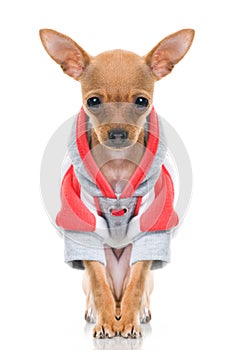 Funny little dog in jacket
