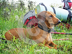 Funny little dog rests next to a big backpack