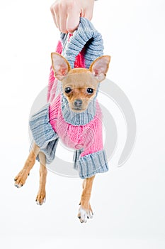 Funny little dog in sweater