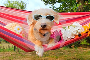 Funny little dog on vacation in hammock