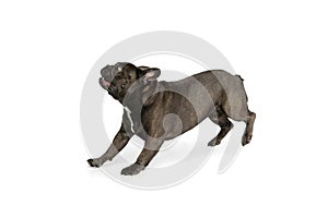 Funny little doggy, French bulldog dog isolated over white studio background. Concept of activity, pets, care, vet, love