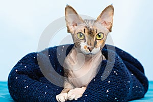 funny little gray canadian sphynx cat with yellow-green eyes peeks out from under a blue knitted plaid. Little kitten in