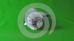 Funny little gray fold scottish kitten kitty playing on a green screen background.