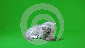 Funny little gray fold scottish kitten kitty playing on a green screen background.