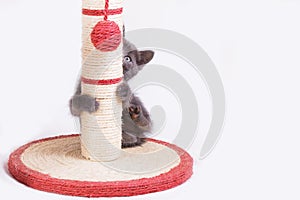 A funny little gray kitten plays with a ball tied to a claw in the form of a column.