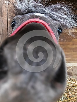 Funny little horse`s nose