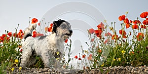 Funny little Jack Russell Terrier dog in a beautiful blooming poppy meadow