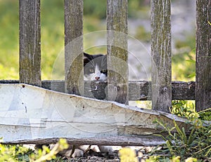 Funny little kitten fearfully peeping from behind an old wooden