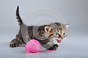 Funny little kitten playing with a woolball