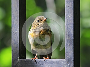 Funny little orange bird Robin chick sits on the blue wooden fe