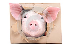 Funny little pig looks out of a torn hole in a box