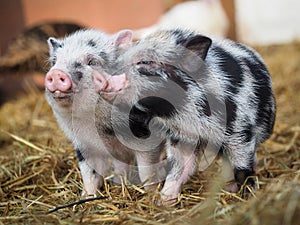 Funny little pigs on the farm. Rural Scene