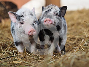 Funny little pigs on the farm. Rural Scene