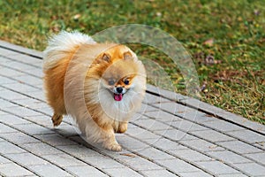 Funny little Pomeranian dog Spitz walking outdoors