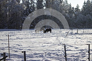 Funny little pony with a horse in winter. Farm outside the city in winter