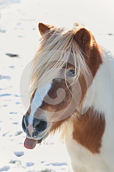 Funny little pony sticking tongue out