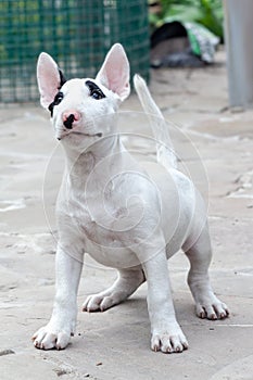 Funny little puppy of bull terrier breed, of white color with black spots on the nose and eyes. Playful dog attentively watch some