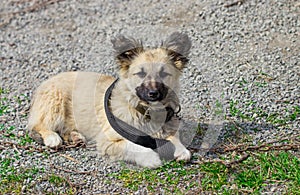 Funny little puppy sitting on chain, close up