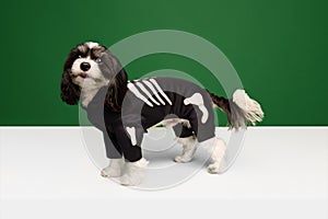Funny little purebred dog, Shi-Tzu breed puppy dressed in skeleton festive costume isolated green-white background.
