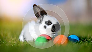 A funny little rabbit is sitting on the lawn next to lay dyed Easter eggs