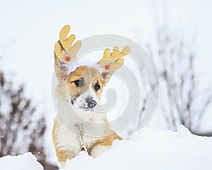 Funny little red corgi puppy stands in white snow in a winter park dressed in festive soft Christmas antlers