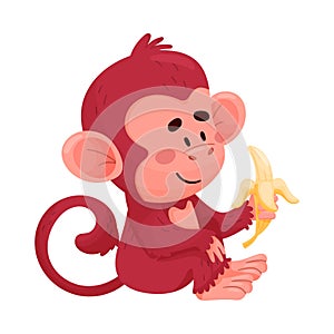 Funny Little Red Monkey Eating Banana Vector Illustration Cartoon Character