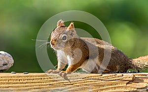 Funny little red squirrel poses on wooden planks
