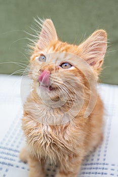 Funny little red striped kitten is licking at home