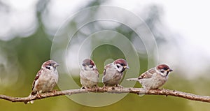 Funny little sparrows birds are sitting in a group in a spring S