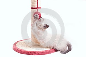 A funny little thai kitten plays with a ball tied to a claw in the form of a column.