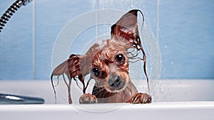Funny little wet dog in bathroom. Dog takes a shower. Russian  Long Haired Toy Terrier Canis lupus familiaris