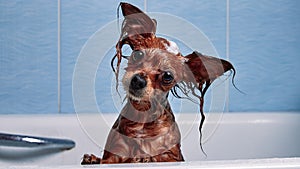 Funny little wet dog in bathroom. Dog takes a shower. Russian  Long Haired Toy Terrier Canis lupus familiaris