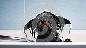 Funny little wet dog in bathroom. Dog takes a shower. Russian  Long Haired Toy Terrier Canis lupus familiaris