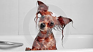 Funny little wet dog in bathroom. Dog takes a shower. Russian  Long Haired Toy Terrier Canis lupus familiaris