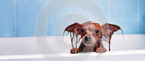 Funny little wet dog in bathroom. Dog takes a shower. Russian  Long Haired Toy Terrier Canis lupus familiaris