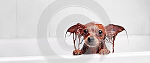 Funny little wet dog in bathroom. Dog takes a shower. Russian  Long Haired Toy Terrier Canis lupus familiaris