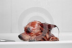 Funny little wet dog in bathroom. Dog takes a shower. Russian  Long Haired Toy Terrier Canis lupus familiaris