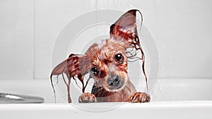 Funny little wet dog in bathroom. Dog takes a shower. Russian  Long Haired Toy Terrier Canis lupus familiaris