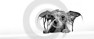 Funny little wet dog in bathroom on white background. Dog takes a shower. Russian Long Haired Toy Terrier Canis lupus familiaris