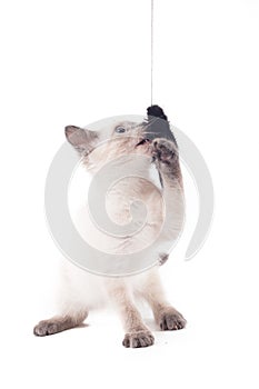 A funny little white Thai kitten plays with a toy on a rope.