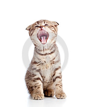 Funny little yawning Scottish fold kitten