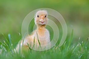 Funny  Little yellow duckling on spring green grass