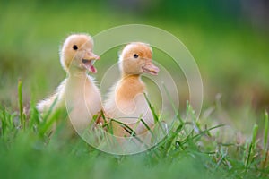 Funny  Little yellow duckling on spring green grass