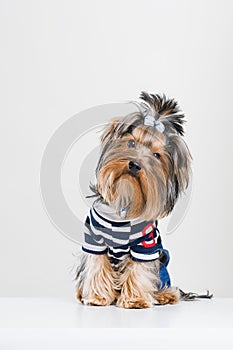 Funny little Yorkshire terrier in pullover