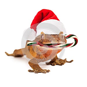 Funny Lizard Eating Christmas Candy Cane