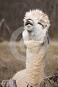 Funny Llama photo