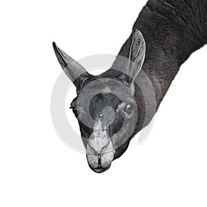 Funny llama or alpaca isolated on white background. Zoo animals. photo