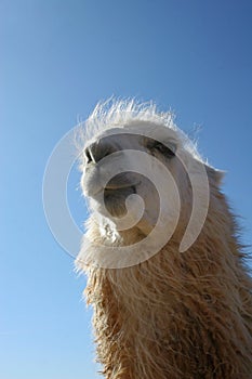 Funny llama face