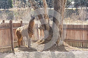 Funny llama near a large tree in the zoo`s aviary.